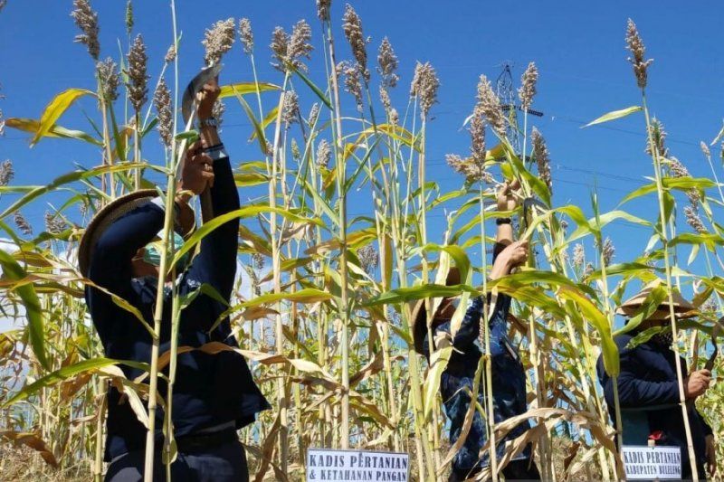 podiumnews.com-Pemkab Buleleng Panen Sorgum untuk Pertama Kali